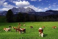 Cows grazing in front of the Wilder Kaiser Mountainsin a sunny autumn day. Royalty Free Stock Photo